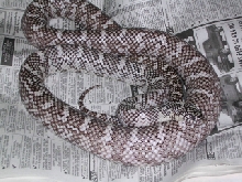 Axanthic Brooksi