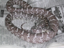 Axanthic Brooksi
