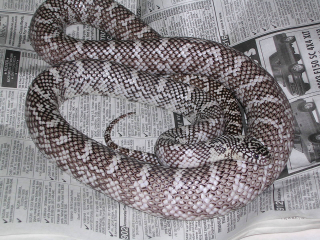 Axanthic Brooksi