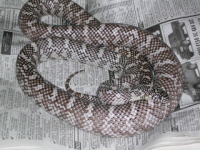 Axanthic Brooksi