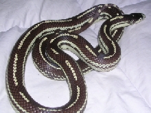 Cal King Female