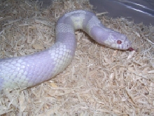 Cal King Male