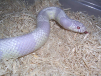 Cal King Male