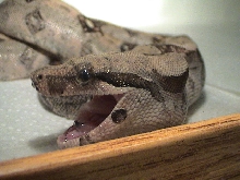 Apep Smiling