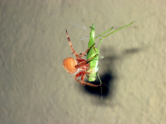 What spider is this?