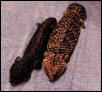 Two Shinglebacks