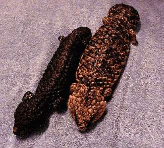 Two Shinglebacks