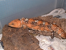 Orange-Red shingleback