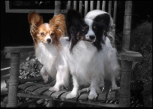 Papillons - Butterfly Dogs