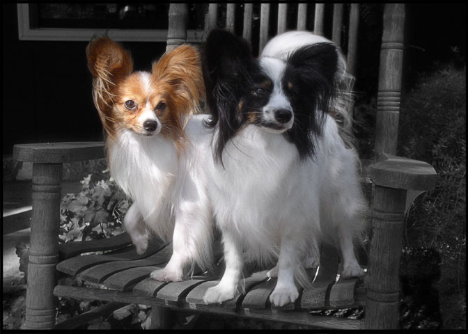 Papillons - Butterfly Dogs
