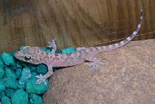 Translucent Lizard