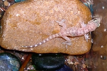 Translucent Lizard