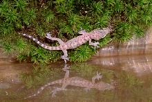 Translucent Lizard