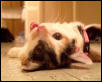 Playing with Myau