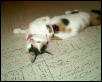 huffing like a dog