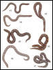 sandboas