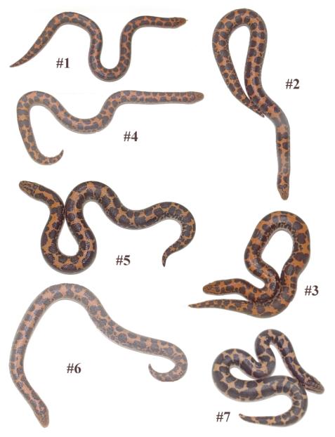 sandboas