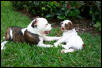 Ricky and Lucy