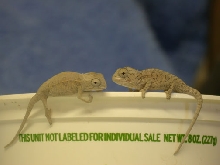 Carpet Babies 4-05