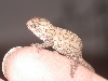 CB Lateralis baby