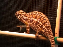 Gravid CH Carpet "Vermicelli"