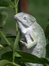CH Lateralis male "Orzo"