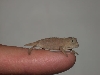Rham Brev hatchling