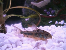 cory cat