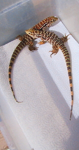 Baby Red Tegus