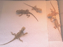 Rankins Dragons Juv.