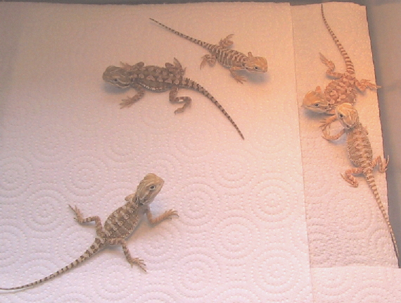 Rankins Dragons Juv.