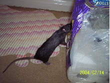 Faith playing