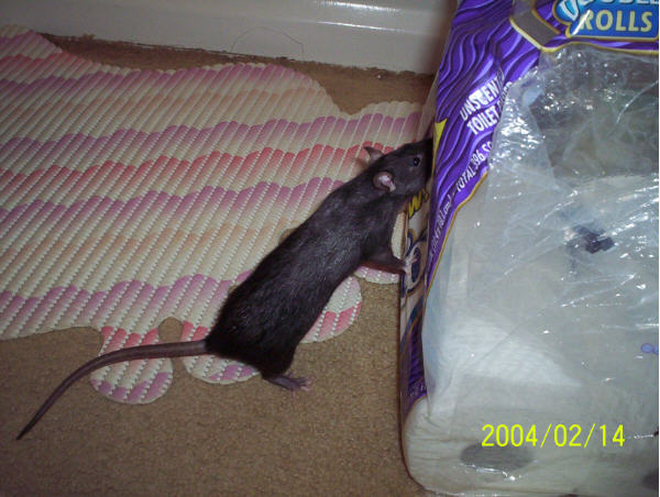 Faith playing