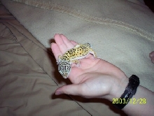 My leo Geico
