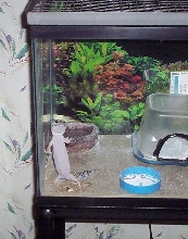 geico again