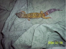 geico walking on bed