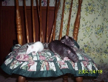 my 3 girls