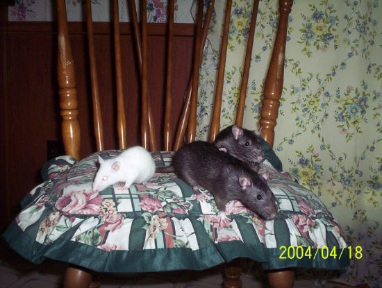 my 3 girls