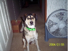 Savannah2