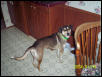 Savannah, husky mix