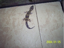 Tiny