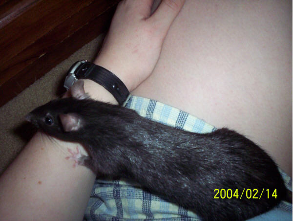 Zelda in lap