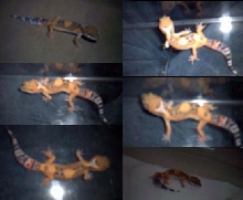 Leopard Gecko