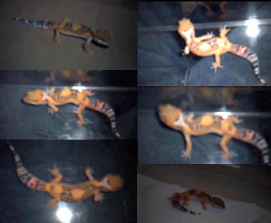 Leopard Gecko