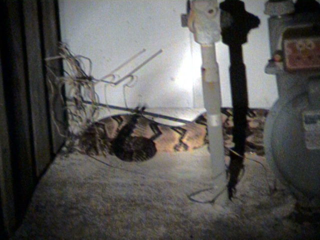 Cane Brake