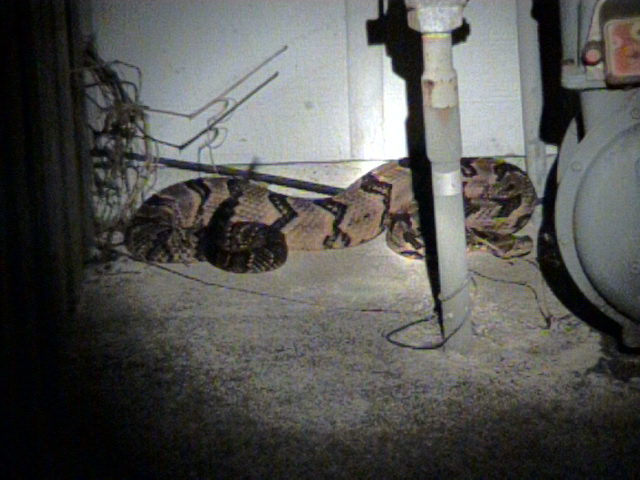 Cane Brake