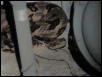 Cane Brake