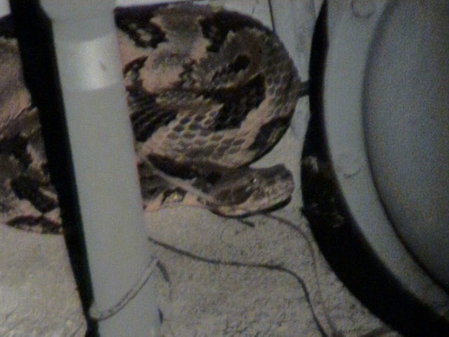 Cane Brake