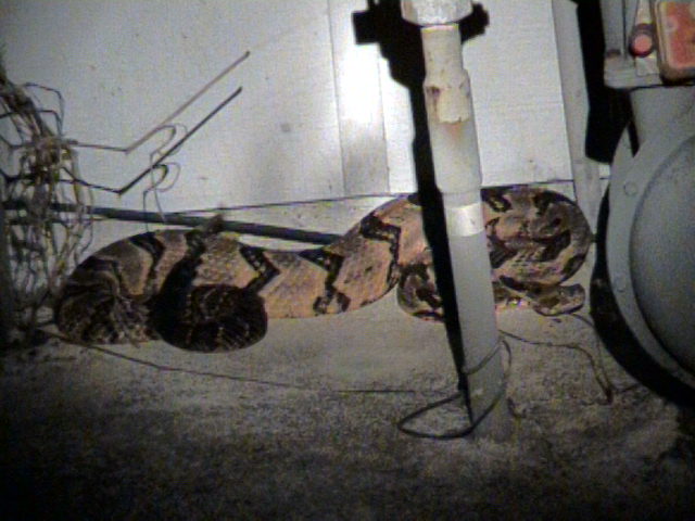 Cane Brake