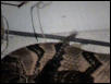 Cane Brake